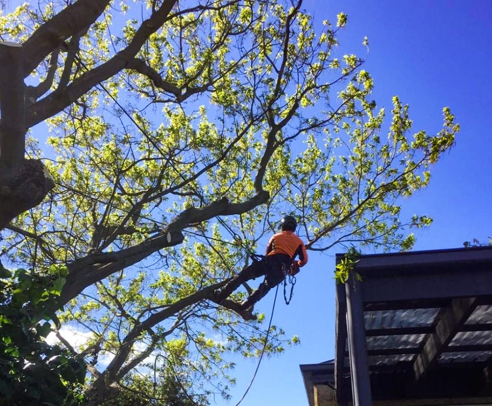 Tree Pruning Hobart Hobart Arbor Co